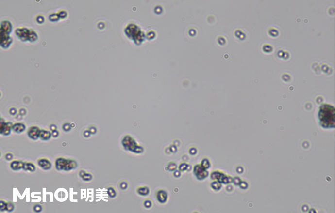 觀察鈦白粉用什么顯微鏡？