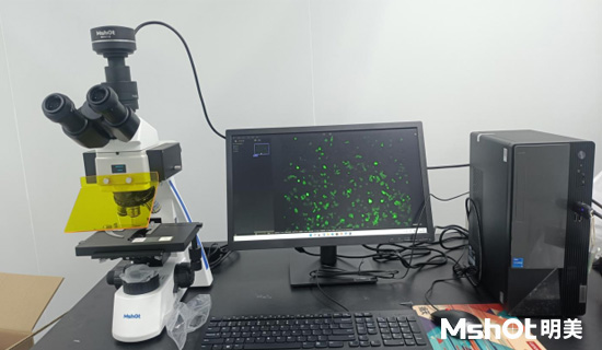 熒光生物顯微鏡MF31-M應用于體外熒光診斷
