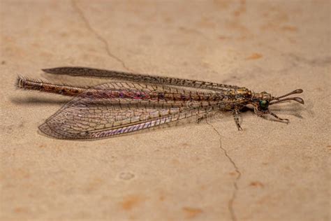  Antlion! A Fierce Predator Lurking Beneath the Sand