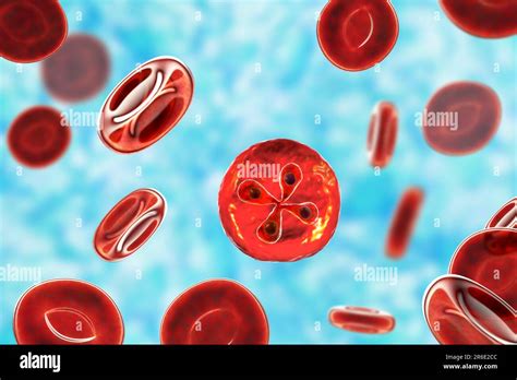  Babesia! A Tiny Parasite Hiding Within the Bloodstream