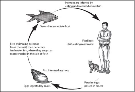  Indian Intestinal Fluke: An Unwanted Guest With a Surprisingly Complex Lifecycle