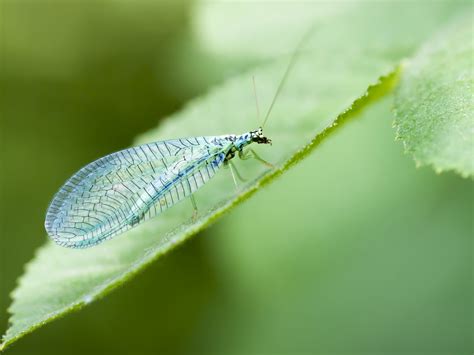  Lacewing! An Enchanting Insect That Thrives on Other Tiny Creatures and Dances Gracefully Through Gardens