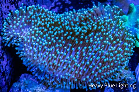  Leather Corals! Discover these Stunning Reef Inhabitants That Are Actually Polyps Masquerading as Single Organisms