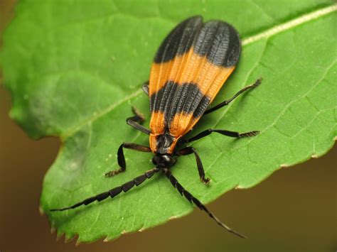  Net-Winged Beetles: A Feast for the Eyes and a Boon for Nature!