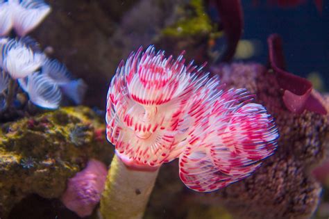  Oyster! Can This Shell-Dwelling Filter Feeder Really Be A Masterpiece Of Marine Engineering?