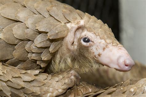  Pangolin! A Walking Pine Cone That Knows How To Curl Up Tight