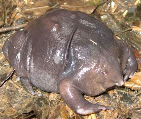  Purple Frog! An Amphibian That Defies Expectations with Its Bizarre Appearance and Underground Lifestyle