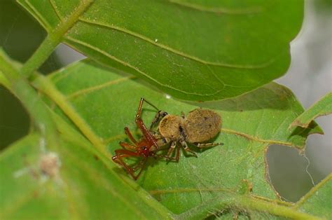  Quaderna – A Tiny Spider With a Big Appetite for Aquatic Adventures!