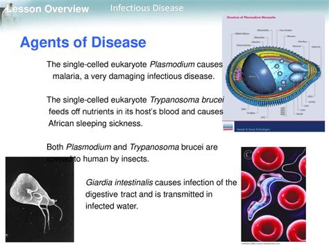 Trypanosoma!  A Single-Celled Marvel That Makes its Home in the Bloodstream of its Hosts