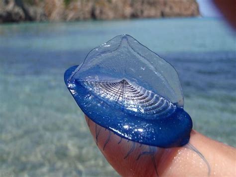  Vibrant Velella: This Jellyfish-Like Hydrozoan Will Leave You Mesmerized by its Oceanic Dance!