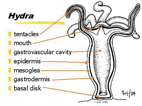  Windowpane Hydra, An Intriguing Example of Animal Symbiosis and Mesoglea Mysteries!