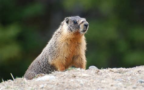 Yellow-bellied Marmot: Discovering the Delightful Secrets of These High-Altitude Dwellers!