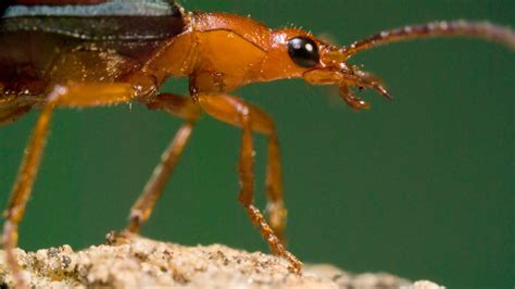 Bombardier Beetle: This Tiny Insect Packs Enough Explosive Power To Deter Even The Largest Predators!