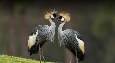 Crowned Crane! A Bird Renowned for its Graceful Dance Moves and Striking Appearance