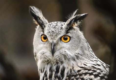  Eurasian Eagle-Owl! A Masterful Hunter With Astonishing Night Vision That Pierces Through the Darkness