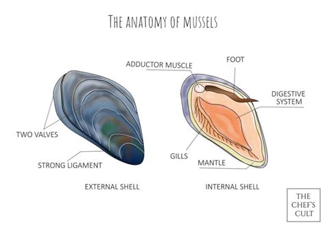 Fine-Tuning Your Knowledge: Understanding the Filter-Feeding Frenzy and Delicate Shell Structure of the Fat Mussel!