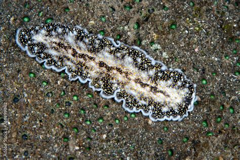  Flatworms: Tiny, Slithering Predators With An Appetite For Decaying Matter