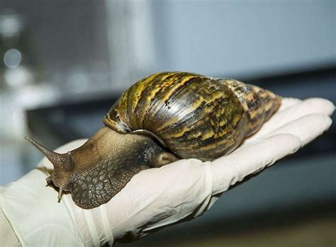  Giant African Land Snail: Unveiling the Mysteries of This Slow-Moving, Shell-Bearing Gastropod Giant!