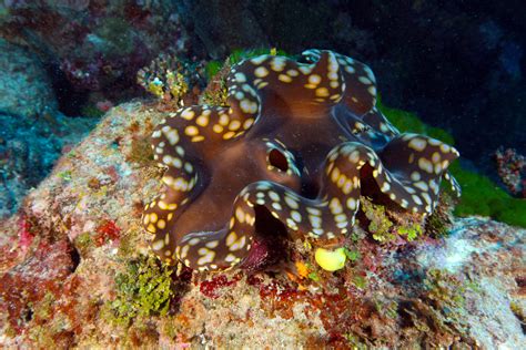  Giant Clam! These Ocean Dwellers Are Known for Their Exquisite Shells, But Can They Really Live For Centuries?