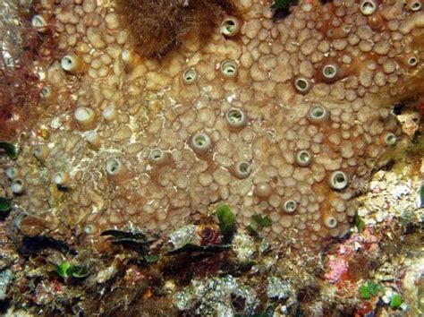  Green Boring Sponge: A Master of Underwater Excavation!