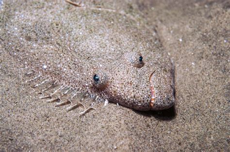  Halibut! A Master of Camouflage With an Appetite for Delicious Crustaceans