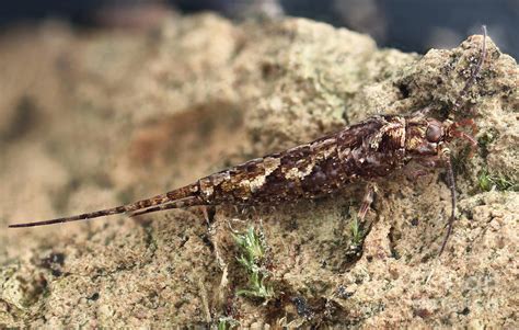 Jumping Bristletail! A Prehistoric Survivor That Looks Like It Stepped Out of Jurassic Park