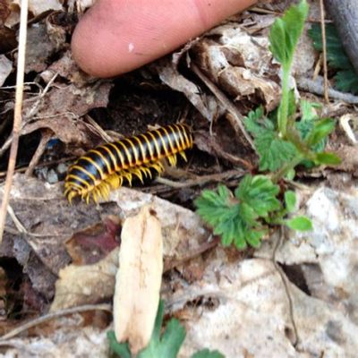 Kentucky Yellow Millipede! This Vibrant Arthropods Uses a Secreted Defense Mechanism That Protects Against Predators and Keeps Them Safe From Harm