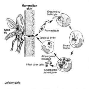  Leishmania! A Single-celled Parasite Capable of Affecting Both Animals and Humans Through Its Unique Lifecycle