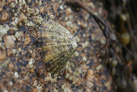  Limpet! A Tiny Gastropod With an Incredible Grip on Life