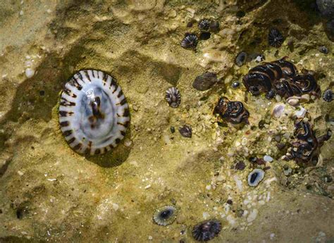  Limpet! These Shelled Gastropods Are Masters of Rock Climbing and Intertidal Living