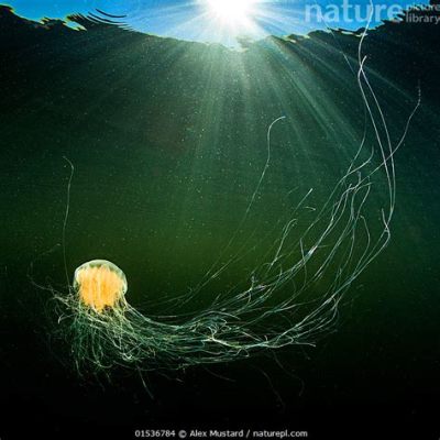  Lions Mane Jellyfish: A Floating Underwater Sun With Stinging Tentacles!