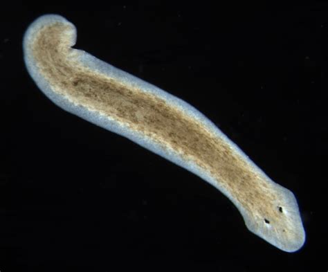  Neodermatidae - Can these tiny aquatic flatworms teach us about regeneration and the fascinating complexities of asexual reproduction?