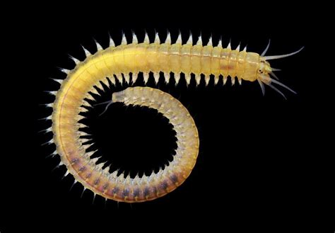 Nereis! A Striking Marine Worm That Embraces Both Benthic Sedentary Living And Energetic Swimming Prowess