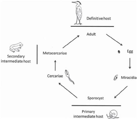 Ookinete! A Single-Celled Parasite with an Unexpectedly Complex Life Cycle