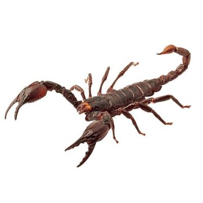 Scorpion!  A Masterful Predator With Eight Legs That Weaves A Web Of Deception And Venomous Power