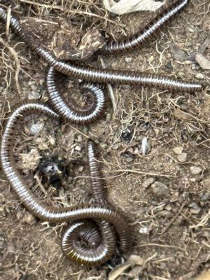 Snake Millipede: A Master of Decomposition Sporting Countless Legs for Navigating Nature's Underworld!