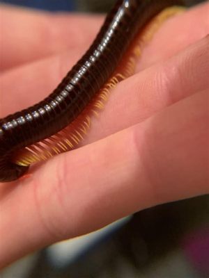 Snake Millipede: A Miniature Armored Tank with Legs for Days!