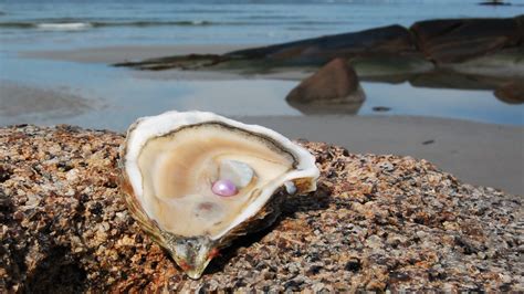 Tellin:  A Clam That Makes Tiny Pearls and Lives Buried Underneath the Sand!