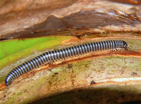  White-banded Millipede: Unearthing Secrets of an Earthly Wanderer