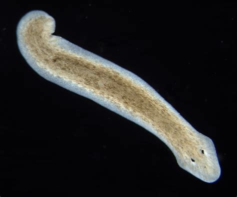 White-Spotted Planarian: Unveiling the Enigma of This Tiny Freshwater Treasure!