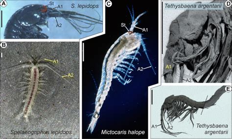  Xerotyphlocaris  - Can This Blind Cave Dweller See Beyond Its Inner World?