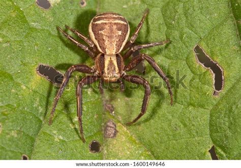 Xystus! A Strikingly Colorful Spider Hiding Among the Twigs and Leaves? 