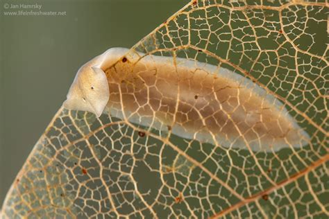 Zygocoelis: A Freshwater Flatworm Known for its Incredible Regenerative Abilities!